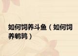 如何饲养斗鱼（如何饲养鹌鹑）