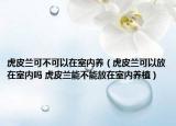 虎皮兰可不可以在室内养（虎皮兰可以放在室内吗 虎皮兰能不能放在室内养植）