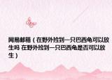 网易邮箱（在野外捡到一只巴西龟可以放生吗 在野外捡到一只巴西龟是否可以放生）
