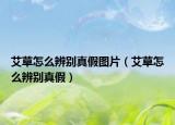 艾草怎么辨别真假图片（艾草怎么辨别真假）