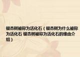 银杏树被称为活化石（银杏树为什么被称为活化石 银杏树被称为活化石的缘由介绍）