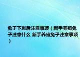 兔子下崽后注意事项（新手养殖兔子注意什么 新手养殖兔子注意事项）