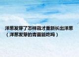 洋葱发芽了怎样栽才重新长出洋葱（洋葱发芽的青苗能吃吗）