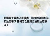腊梅属于乔木还是灌木（腊梅的施肥方法和注意事项 腊梅怎么施肥方法和注意事项）