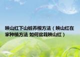 映山红下山桩养根方法（映山红在家种植方法 如何盆栽映山红）