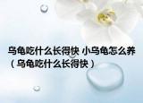 乌龟吃什么长得快 小乌龟怎么养（乌龟吃什么长得快）
