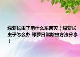 绿萝长虫了用什么东西灭（绿萝长虫子怎么办 绿萝日常除虫方法分享）