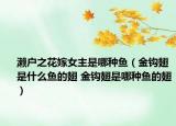 濑户之花嫁女主是哪种鱼（金钩翅是什么鱼的翅 金钩翅是哪种鱼的翅）