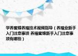 学养蜜蜂养殖技术视频指导（养殖业新手入门注意事项 养殖蜜蜂新手入门注意事项有哪些）