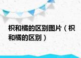 枳和橘的区别图片（枳和橘的区别）