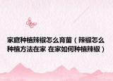 家庭种植辣椒怎么育苗（辣椒怎么种植方法在家 在家如何种植辣椒）