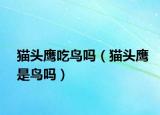 猫头鹰吃鸟吗（猫头鹰是鸟吗）