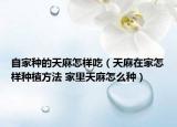 自家种的天麻怎样吃（天麻在家怎样种植方法 家里天麻怎么种）