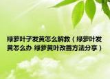 绿萝叶子发黄怎么解救（绿萝叶发黄怎么办 绿萝黄叶改善方法分享）