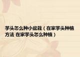 芋头怎么种小盆栽（在家芋头种植方法 在家芋头怎么种植）