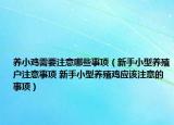 养小鸡需要注意哪些事项（新手小型养殖户注意事项 新手小型养殖鸡应该注意的事项）