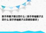 新手养蝎子要注意什么（新手养殖蝎子注意什么 新手养殖蝎子注意哪些事项）