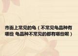 市面上常见的龟（不常见龟品种有哪些 龟品种不常见的都有哪些呢）