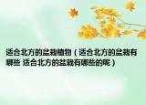 适合北方的盆栽植物（适合北方的盆栽有哪些 适合北方的盆栽有哪些的呢）