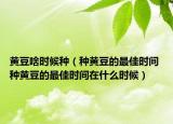 黄豆啥时候种（种黄豆的最佳时间 种黄豆的最佳时间在什么时候）