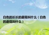 白色的长长的蘑菇叫什么（白色的蘑菇叫什么）