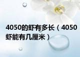 4050的虾有多长（4050虾能有几厘米）