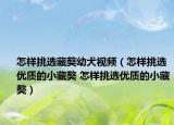 怎样挑选藏獒幼犬视频（怎样挑选优质的小藏獒 怎样挑选优质的小藏獒）