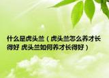 什么是虎头兰（虎头兰怎么养才长得好 虎头兰如何养才长得好）