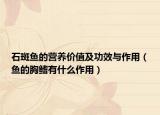 石斑鱼的营养价值及功效与作用（鱼的胸鳍有什么作用）