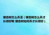 银杏树怎么养活（银杏树怎么养才长得好呢 银杏树如何养才长得好）