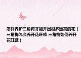 怎样养护三角梅才能开出很多漂亮的花（三角梅怎么养开花旺盛 三角梅如何养开花旺盛）
