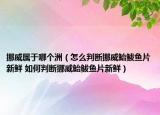 挪威属于哪个洲（怎么判断挪威鲐鲅鱼片新鲜 如何判断挪威鲐鲅鱼片新鲜）