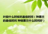 叶酸什么时候吃最佳时间（种蕙兰的最佳时间 种植蕙兰什么时间好）