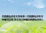 巴西野牡丹冬天怎样养（巴西野牡丹冬天种植可以吗 冬天可以种植巴西野牡丹吗）