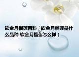 软金月榴莲百科（软金月榴莲是什么品种 软金月榴莲怎么样）