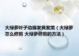 大绿萝叶子边缘发黄发黑（大绿萝怎么修剪 大绿萝修剪的方法）