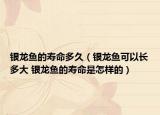 银龙鱼的寿命多久（银龙鱼可以长多大 银龙鱼的寿命是怎样的）