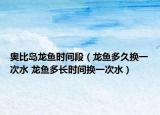 奥比岛龙鱼时间段（龙鱼多久换一次水 龙鱼多长时间换一次水）