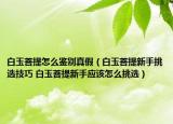 白玉菩提怎么鉴别真假（白玉菩提新手挑选技巧 白玉菩提新手应该怎么挑选）
