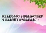 银龙鱼的寿命多久（银龙鱼须掉了还能长吗 银龙鱼须掉了能不能生长出来了）
