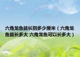 六角龙鱼能长到多少厘米（六角龙鱼能长多大 六角龙鱼可以长多大）