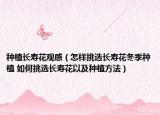 种植长寿花观感（怎样挑选长寿花冬季种植 如何挑选长寿花以及种植方法）