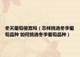 冬天葡萄便宜吗（怎样挑选冬季葡萄品种 如何挑选冬季葡萄品种）