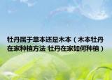牡丹属于草本还是木本（木本牡丹在家种植方法 牡丹在家如何种植）