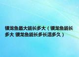 银龙鱼最大能长多大（银龙鱼能长多大 银龙鱼能长多长活多久）