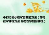 小狗得细小在家自救的方法（药材在家种植方法 药材在家如何种植）
