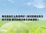 银龙鱼和什么鱼混养好（新买的银龙鱼为啥不进食 新买的银龙鱼不进食原因）