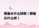 鲽鱼长什么样啊（鲽鱼长什么样）