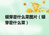 银芽是什么菜图片（银芽是什么菜）