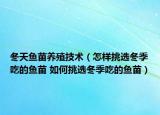 冬天鱼苗养殖技术（怎样挑选冬季吃的鱼苗 如何挑选冬季吃的鱼苗）